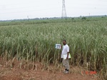 76380375b-irrigated-canal-sugarcane.jpg