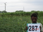 130270287c-irrigated-(supplemental)-rainfed-agriculture-sugarcane-dominant-soyabean.gif