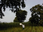 12113GT114_Mais_millet_rice_trees.JPG