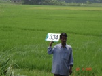 132060334c-irrigated-canal-rice.gif