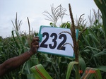 128290232b-rainfed-agriculture-maize.gif