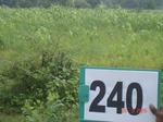 71910240b-rainfed-agriculture-mixed-crop-rice-sorghum-gram.jpg