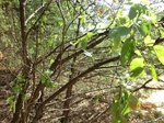 2012-10-02_20-53-34_CIMG0117.JPG
