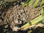 8132saline-060-Irrigated (Surface water) maize-a.jpg
