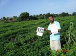 70500192c-rainfed-agriculture-mixedcrop-blackgram-soyabean-cotton-gram.jpg