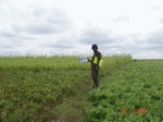 72690262e-rainfed-agriculture-mixed-crop-blackgram-dominant-sorghum-greenpeas.jpg