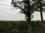 2017-09-12_10-31-36_824B989B-7AC9-41BE-91EF-38A935C40830.jpg
