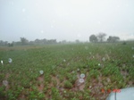 6318063b-rainfed-aggriculture-mixedcrop-groundnut-maize-large-area.jpg