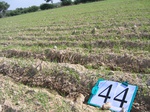 8056044-Irrigated (Surface water) winter wheat-a.jpg