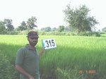 74430315a-irrigated-tank-rice.jpg