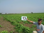 12513013a-irrigated-supplemental-vegetables-cotton-chillies.gif