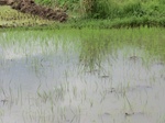 2012-09-07_10-01-28_CIMG6614.JPG
