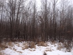 2017-02-20_17-32-29_south view.JPG