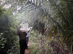 12322GT219_palmtree_plantation_Young.JPG