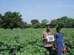 62300390c-rainfed-agriculture-cotton.jpg