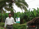 6361077a-irrigated-wetzone-agriculture-banana-dominant-plantation-coconut.jpg