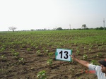 12514013b-irrigated-supplemental-vegetables-cotton-chillies.gif