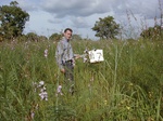 12320GT217_imperata_leguminous_weed.JPG