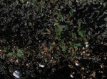 8135vp-011-irrri-cotton-sw-1a.jpg