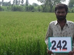 71950242a-irrigated-supplemental-groundwater-mixedcrop-sugarcane-dominant-rice-doublecrop.jpg