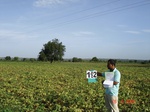 126990192a-rainfed-agriculture-mixedcrop-blackgram-soyabean-cotton-gram.gif