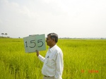 6714gt155-cropland-1.jpg