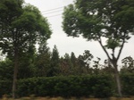 2017-09-12_10-25-53_1D1311E8-8EC9-44DB-8C41-EDD5376CD42A.jpg