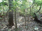 2020-11-19_10-05-32_P8260059_P1_C2.JPG