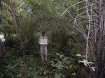 12027GT282_oilpalm_too_dense.JPG
