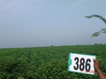 62150386c-rainfed-agriculture-cotton.jpg