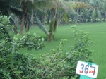 133110367d-irrigated-canal-rice-doublecrop-plantation-coconut.gif
