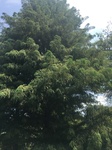 2017-09-12_12-47-02_D4E3A94C-E87D-495A-A6F8-00325B6ADC8C.jpg
