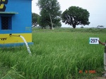 73810297c-rainfed-irrigated-supplemental-soyabean-dominant-rice-doublecrop-wheat.jpg