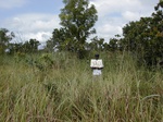12190GT330_imperata_gambagrass_fallow.JPG