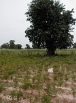 12252GT073_Pepe_Trees.JPG