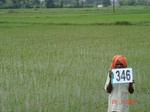 75440346b-irrigated-canal-rice.jpg