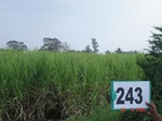 72000243c-irrigated-supplemental-groundwater-sugarcane.jpg