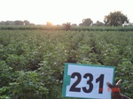 71630231b-rainfed-agriculture-cotton-dominant-sorghum.jpg