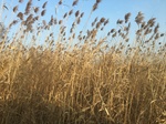 2018-01-08_09-59-04_E00AEFE6-E338-4AB1-AC6B-83FD7CCA6E5B.jpg