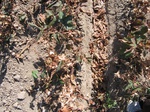 8136vp-013-irrri-cotton-sw-1a.jpg