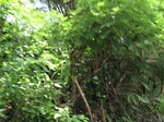 15256IMG_4078.JPG