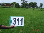 74270311a-irrigated-canal-rice.jpg