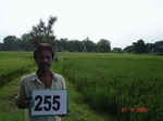 72420255c-irrigated-supplemental-groundwater-rice-doublecrop.jpg