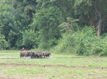 1179973-croplant-rice-under-preparation-traditional-b.gif
