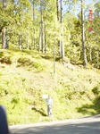 6610gt084-forest-1.jpg