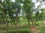 2012-09-26_20-48-42_CIMG0992.JPG