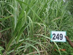 72210249b-rainfed-irrigated-groundwater-cotton-dominant-sugarcane-gram.jpg