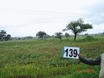 68800139a-rainfed-agriculture-soyabean.jpg