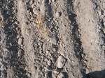10358vp-050-Irrigated (Surface water) winter wheat-a.jpg