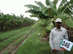 72110246c-irrigated-supplemental-groundwater-banana.jpg